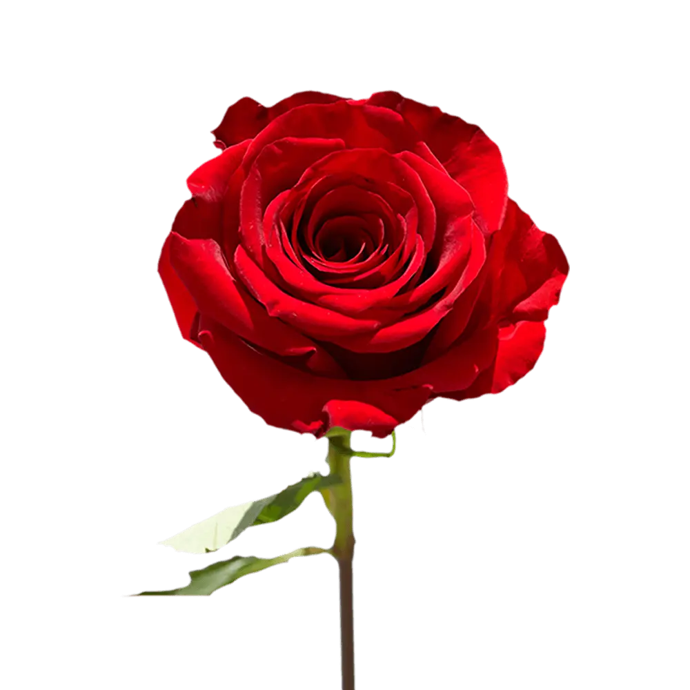 1 Rose