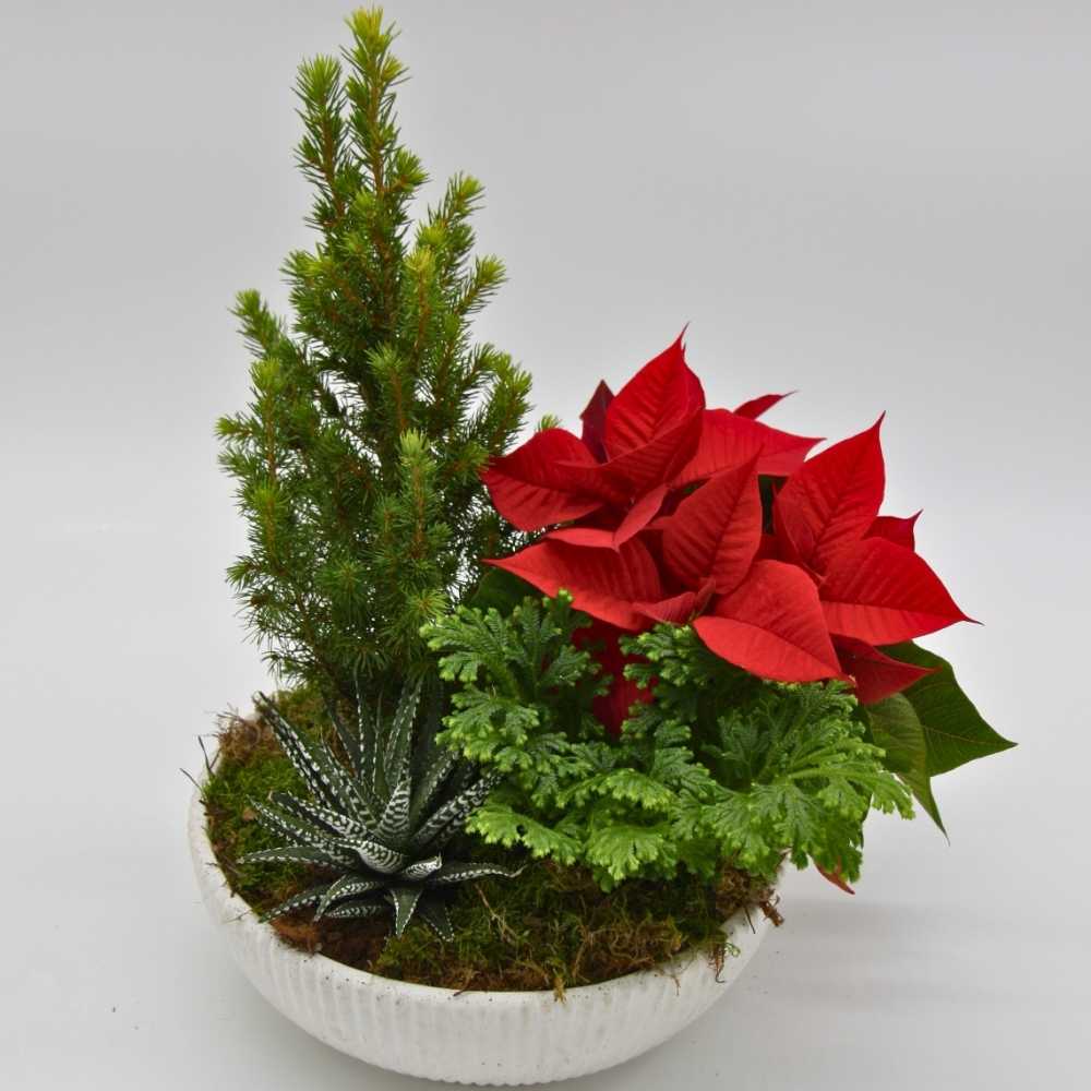 Evergreen Noel - Planted Bowl