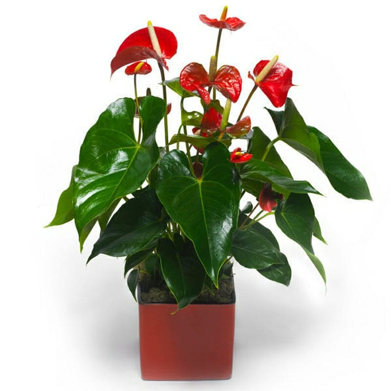 Celebrating Anthurium