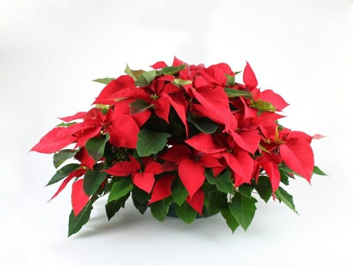 [PoinsettiaBowl] Poinsettia Bowl